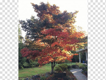 Japanese maple Broad-leaved tree Oak Deciduous, japanese maple transparent background PNG clipart