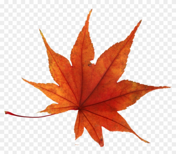 Japanese Maple Leaf Yellow Japanese Maple Leaf Yellow