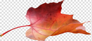 Japanese maple Maple leaf, autumn leaves transparent background PNG clipart Japanese maple Maple leaf, autumn leaves transparent background PNG clipart
