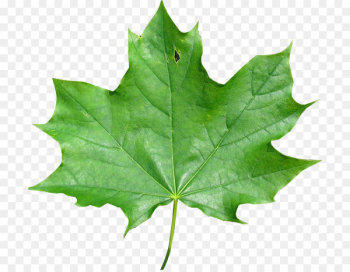 Japanese maple Maple leaf Red maple Meaning - maple leaf Japanese maple Maple leaf Red maple Meaning - maple leaf