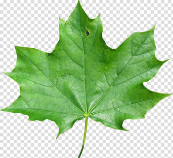 Japanese maple Maple leaf Red maple Meaning, maple leaf transparent background PNG clipart