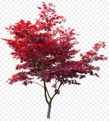 Japanese maple Red maple Autumn leaf color Maple leaf Acer japonicum - japan 