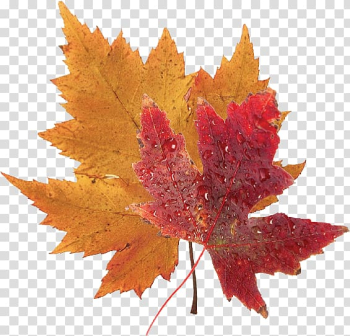 Japanese maple Red maple Silver maple Autumn leaf color, autumn leaves transparent background PNG clipart