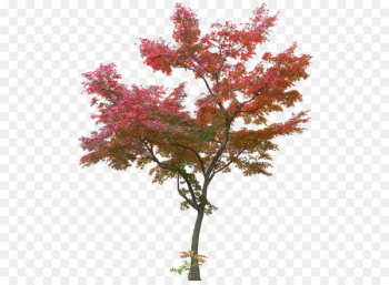 Japanese maple Tree Maple leaf - Maple tree plant Japanese maple Tree Maple leaf - Maple tree plant