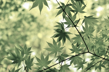 Japanese maple tree. Original public | Free Photo - rawpixel