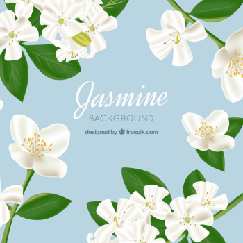 Jasmine background in realistic style Jasmine background in realistic style