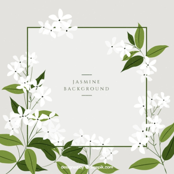 Jasmine background with beautiful flowers Jasmine background with beautiful flowers