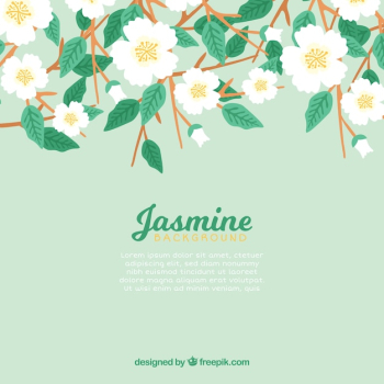 Jasmine flower background Jasmine flower background