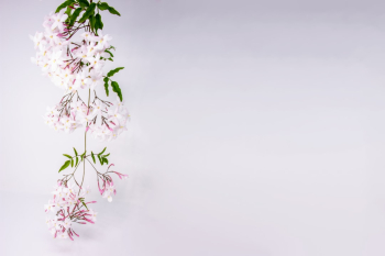 Jasmine vine, covered in fragrant flowers, frames blank wall.