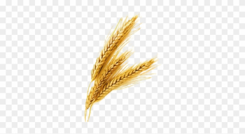 Je Rice Grain Vector Png - Wheat Png