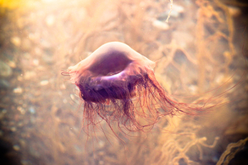 Jelly Fish Wallpaper Jelly Fish Wallpaper