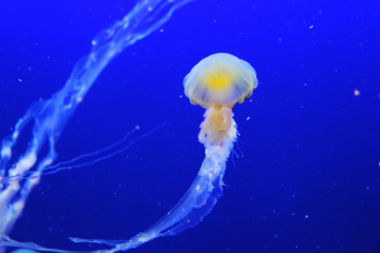 Jellyfish Jellyfish