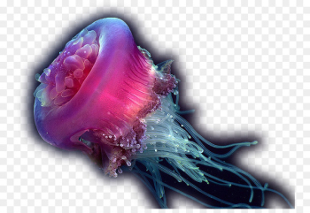 Jellyfish Deep sea creature Ocean - sea Jellyfish Deep sea creature Ocean - sea