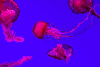 Jellyfish Swimming Jellyfish Swimming
