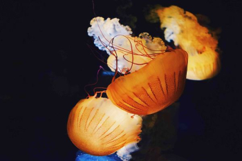 jellyfish swimming underwater jellyfish swimming underwater