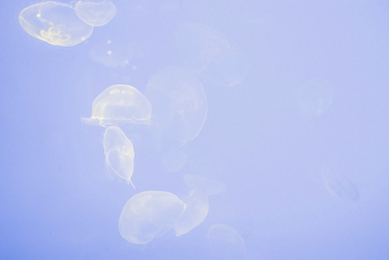 Jellyfish swimming underwater in La | Free Photo - rawpixel