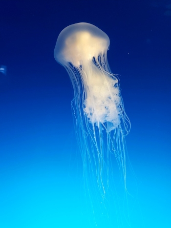 Jellyfish Underwater Jellyfish Underwater
