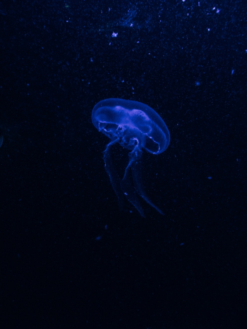 Jellyfish Underwater Jellyfish Underwater