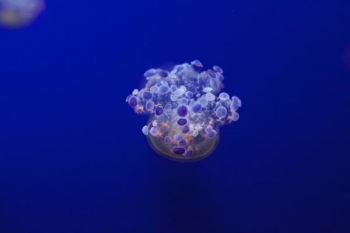 jellyfish underwater jellyfish underwater
