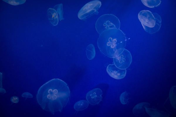 jellyfish underwater jellyfish underwater