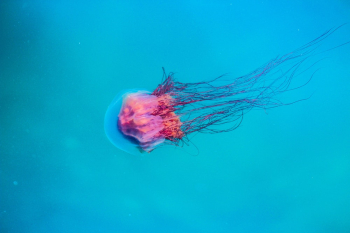 Jellyfish Underwater Jellyfish Underwater