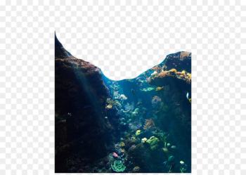 Jellyfish Underwater Ocean Coral reef - Mountain jungle Jellyfish Underwater Ocean Coral reef - Mountain jungle