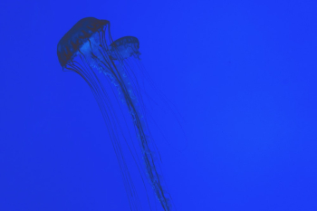 Jellyfish Wallpaper Jellyfish Wallpaper