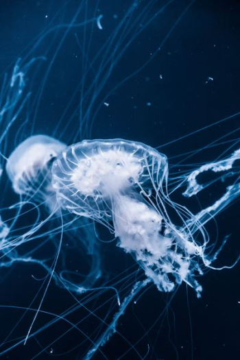 jellyfishes underwater jellyfishes underwater