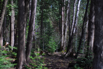 JGS_BabyPineInForest.jpg JGS_BabyPineInForest.jpg