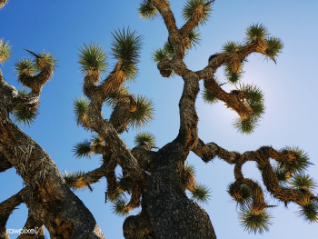 Joshua Tree in the Mojave Desert, United Stat.. | Free stock photo - 434767 Joshua Tree in the Mojave Desert, United Stat.. | Free stock photo - 434767