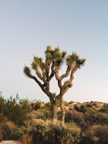 Joshua Tree in the Mojave Desert, United Stat.. | Free stock photo - 434768 Joshua Tree in the Mojave Desert, United Stat.. | Free stock photo - 434768