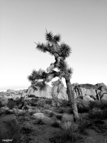 Joshua Tree in the Mojave Desert, United Stat.. | Free stock photo - 434770 Joshua Tree in the Mojave Desert, United Stat.. | Free stock photo - 434770