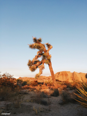 Joshua Tree in the Mojave Desert, United Stat.. | Free stock photo - 434777 Joshua Tree in the Mojave Desert, United Stat.. | Free stock photo - 434777