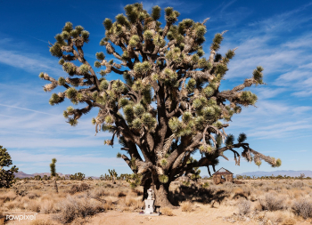 Joshua Trees dot the desert in the Mojave Nat.. | Free public domain photo - 434166