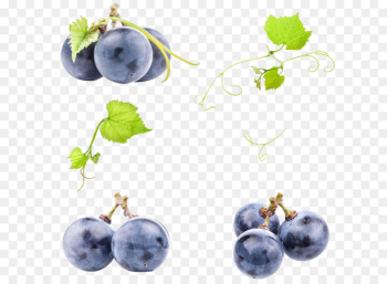 Juice Wine Common Grape Vine - Purple grapes Juice Wine Common Grape Vine - Purple grapes