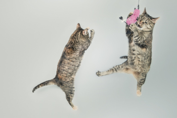 Jumping Cats Free Photo Jumping Cats Free Photo