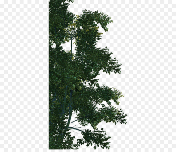 Jungle - Dense jungle Jungle - Dense jungle