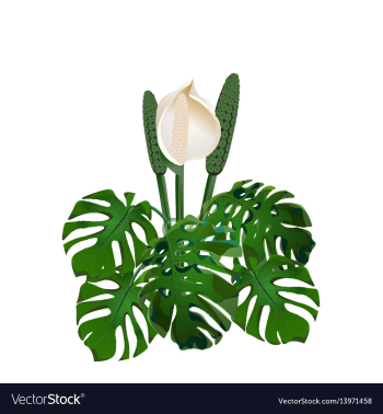 Jungle green tropical leaf and monster flowers vector image Jungle green tropical leaf and monster flowers vector image