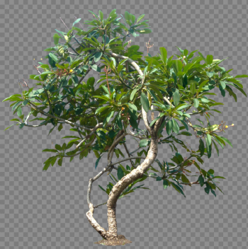 Jungle Tree File