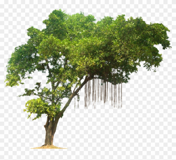 Jungle Tree Png Image By Kooyooss - Jungle Tree Png