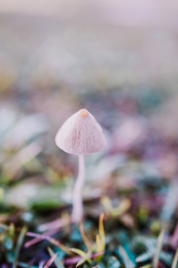 Just before going to class and running over it with my tire a had to take a photo of this fungus!