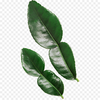 Kaffir lime Leaf Tropical Asia - Leaf Kaffir lime Leaf Tropical Asia - Leaf