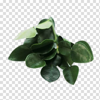 Kaffir lime Lemon Thai cuisine Bergamot orange Key lime, A lemon leaf material transparent background PNG clipart