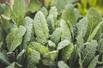 Kale Kale