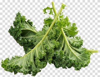 Kale Romaine lettuce Food Vegetable Calcium, kale transparent background PNG clipart Kale Romaine lettuce Food Vegetable Calcium, kale transparent background PNG clipart