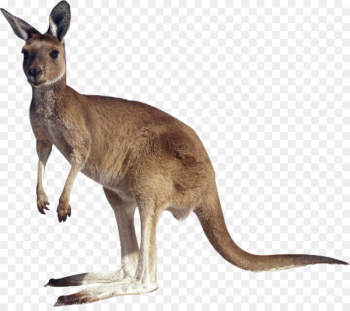 Kangaroo Clip art - A kangaroo Kangaroo Clip art - A kangaroo