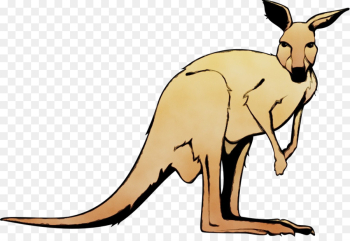 kangaroo macropodidae kangaroo red kangaroo wallaby kangaroo macropodidae kangaroo red kangaroo wallaby