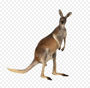 Kangaroo meat Australian-English, English-Australian - Australian Kangaroo 