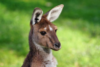 Kangaroo photo Kangaroo photo