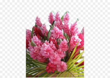 Kauai Flower Floristry Garden Plant - Hawaii ginger flowers Kauai Flower Floristry Garden Plant - Hawaii ginger flowers